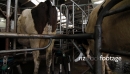 Cow Moving out of Milking Rotary 3644